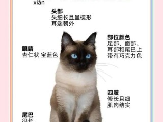 贵族猫有哪些品种？