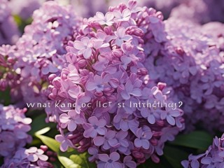 什么样的丁香最醉人？