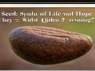 种子象征生命与希望，其背后有何深意？
