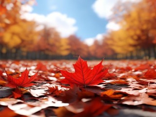 枫叶红后，世间何物能续其红？