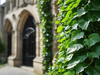 常春藤为何象征顶尖名校？