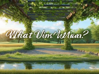 维诺是什么意思？