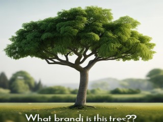 有棵树是什么牌子？