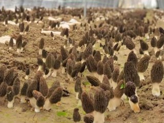 植物工厂岗位职责具体有哪些？