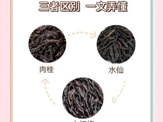 研茶有哪些？新手必知的入门方向