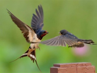 哪些巧燕衔春来？