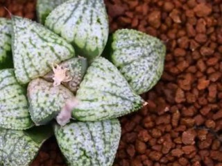 卷茶有哪些种类？