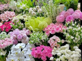 花店常见花种有哪些？