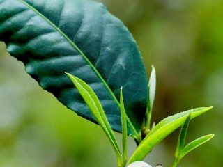 农业经济作物主要有哪些种类？