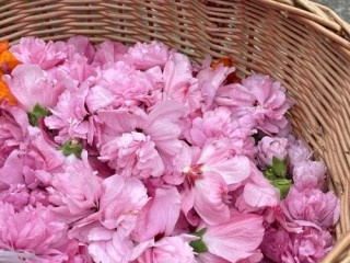 木槿生活北京哪些