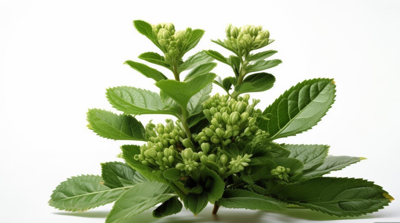 万年青长啥样?叶花果啥特征? 万年青长啥样?叶花果啥特征?