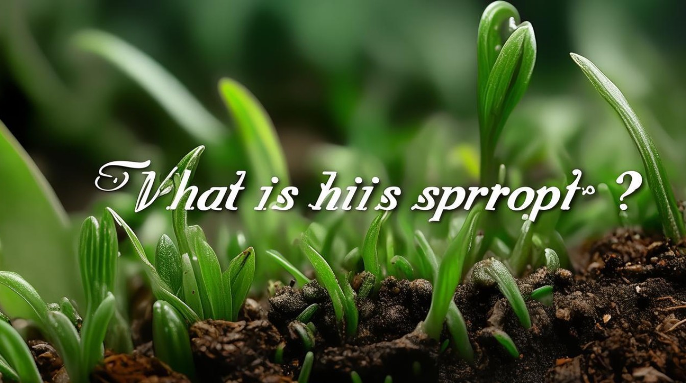 小芽究竟是什么？