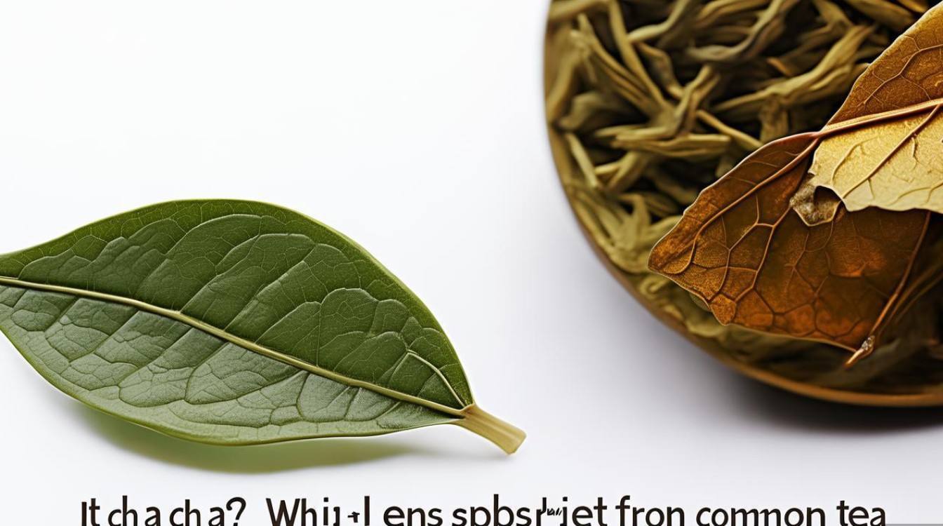 腊茶是茶吗?与普通茶有何不同? 腊茶是茶吗?与普通茶有何不同?