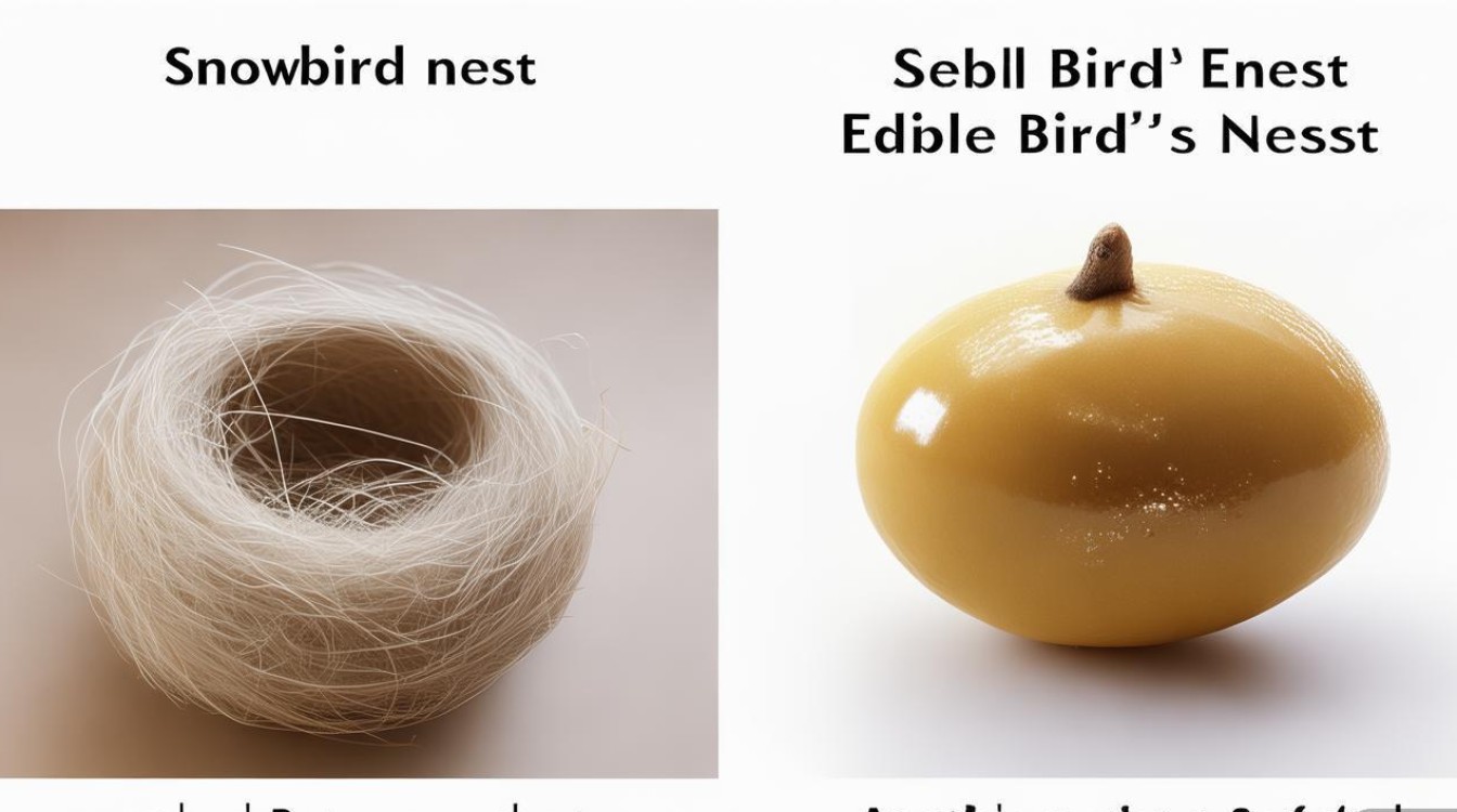 雪燕是什么？与燕窝有何不同？