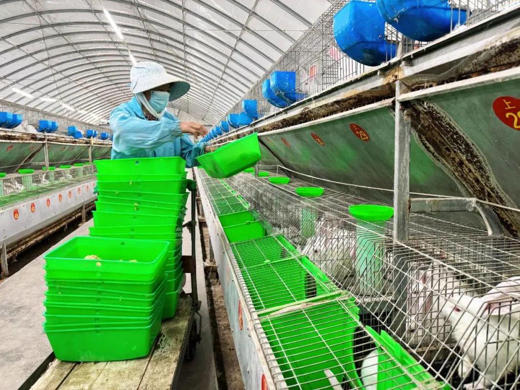 特种致富项目有哪些