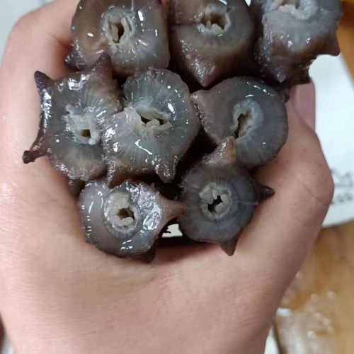 大连品牌海参有哪些