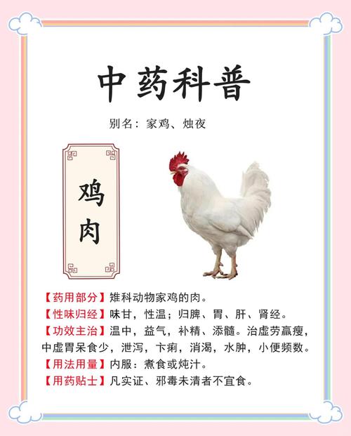 哪些鸡是药膳鸡