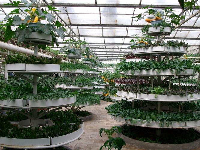 高种植项目有哪些