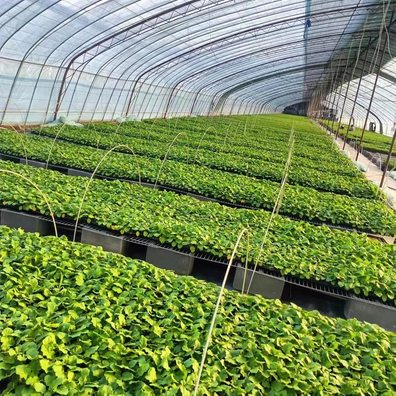 高种植项目有哪些