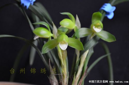 素氏有哪些系列