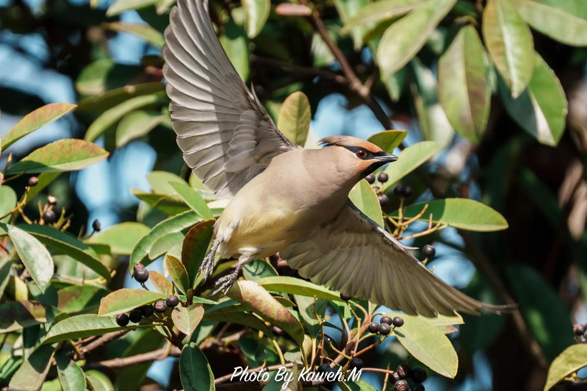 太平鸟有哪些系列