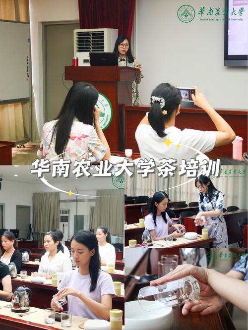 茶叶培训包括哪些内容