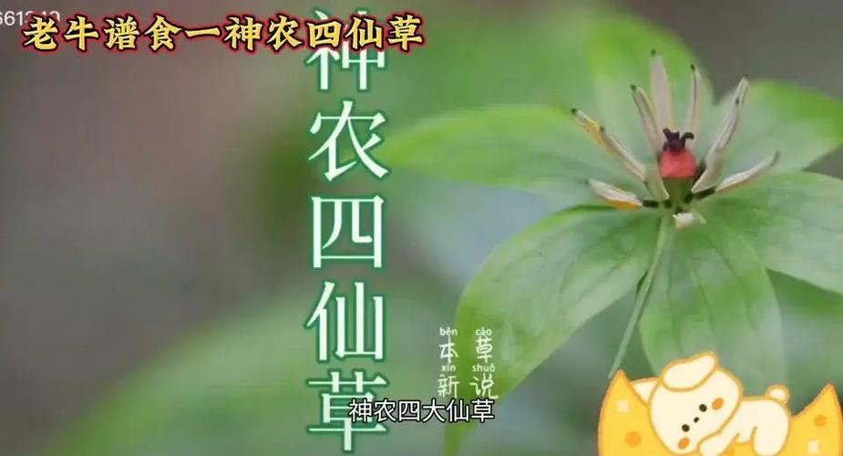 仙草分布在哪些国家