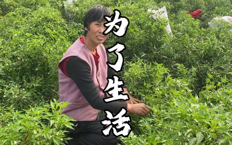 老人挣钱项目有哪些