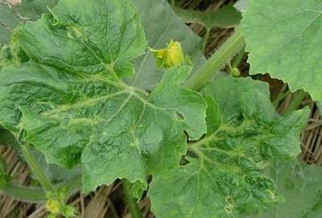 农业专业岗位职责具体包含哪些内容？