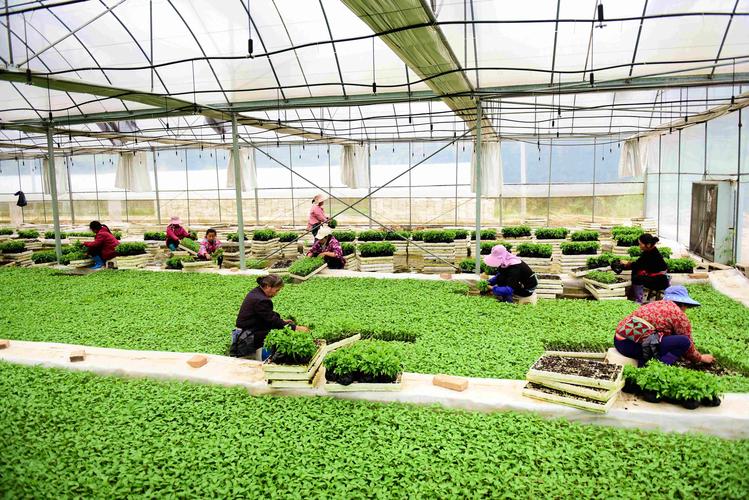 种植能项目有哪些