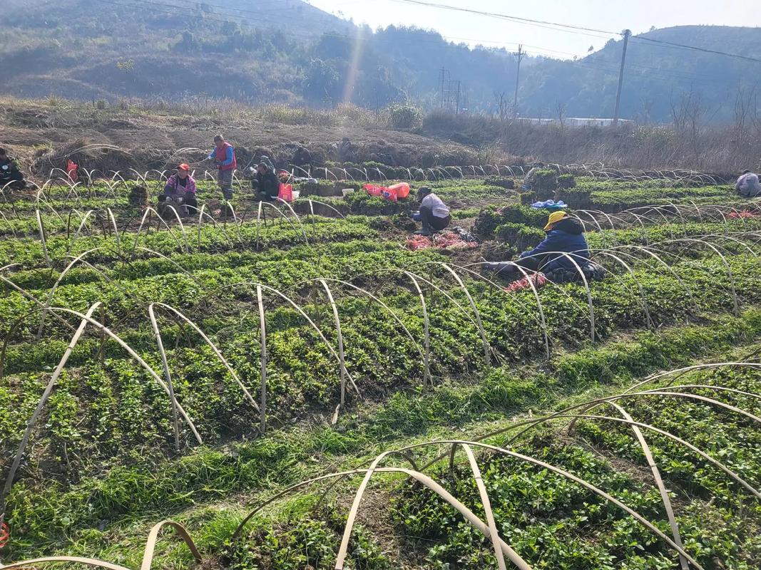种植能项目有哪些