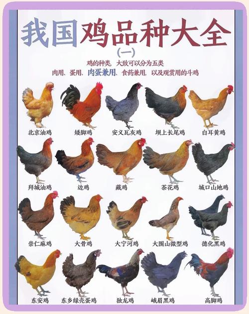 哪些属于鸡产品