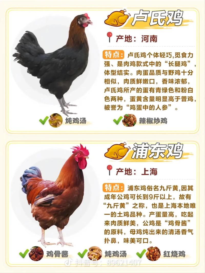 哪些属于鸡产品