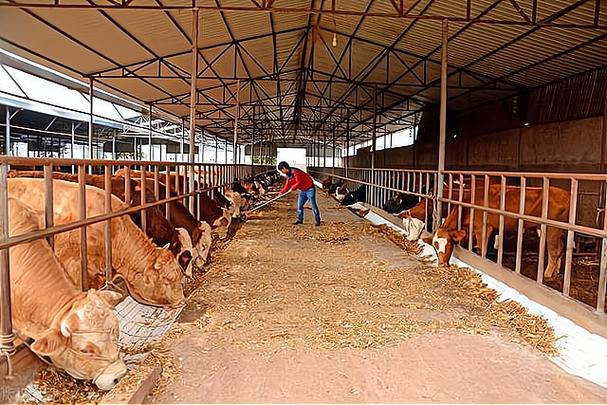 投资哪些养殖项目