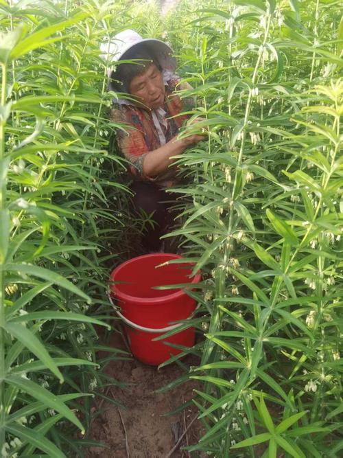 哪些植物美容养颜