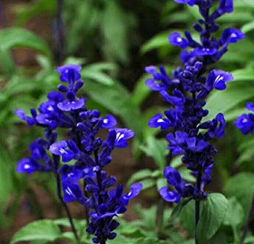 哪些植物美容养颜