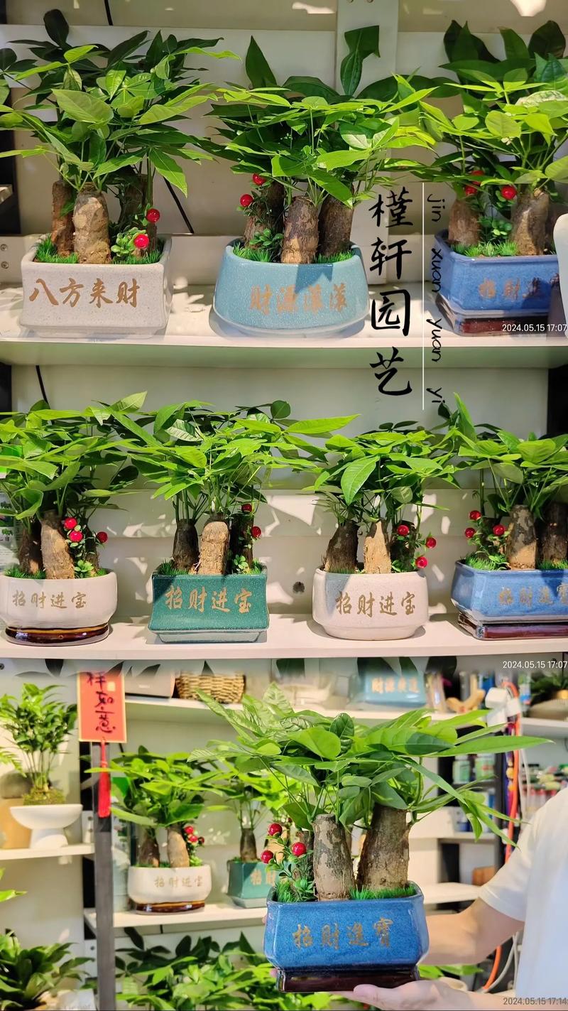 店铺盆栽哪些好