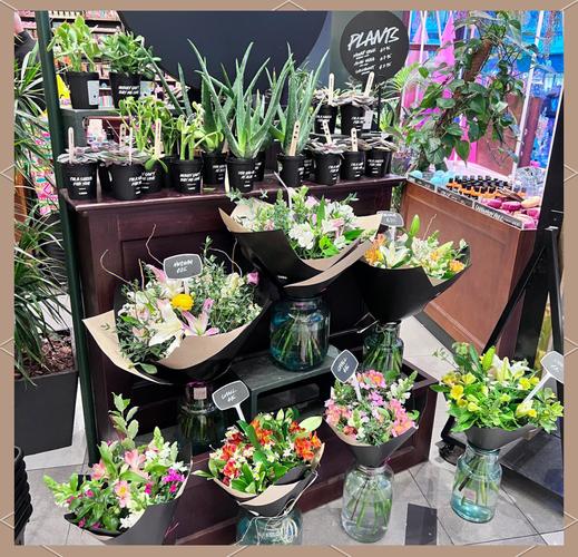 店铺盆栽哪些好