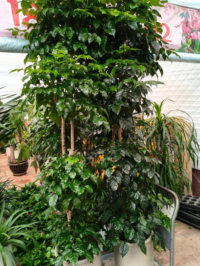 店铺盆栽哪些好