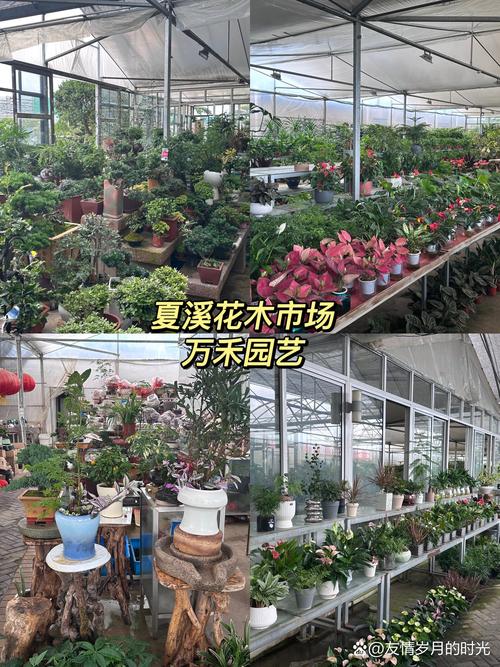 盆景市场有哪些