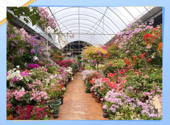 盆景市场有哪些