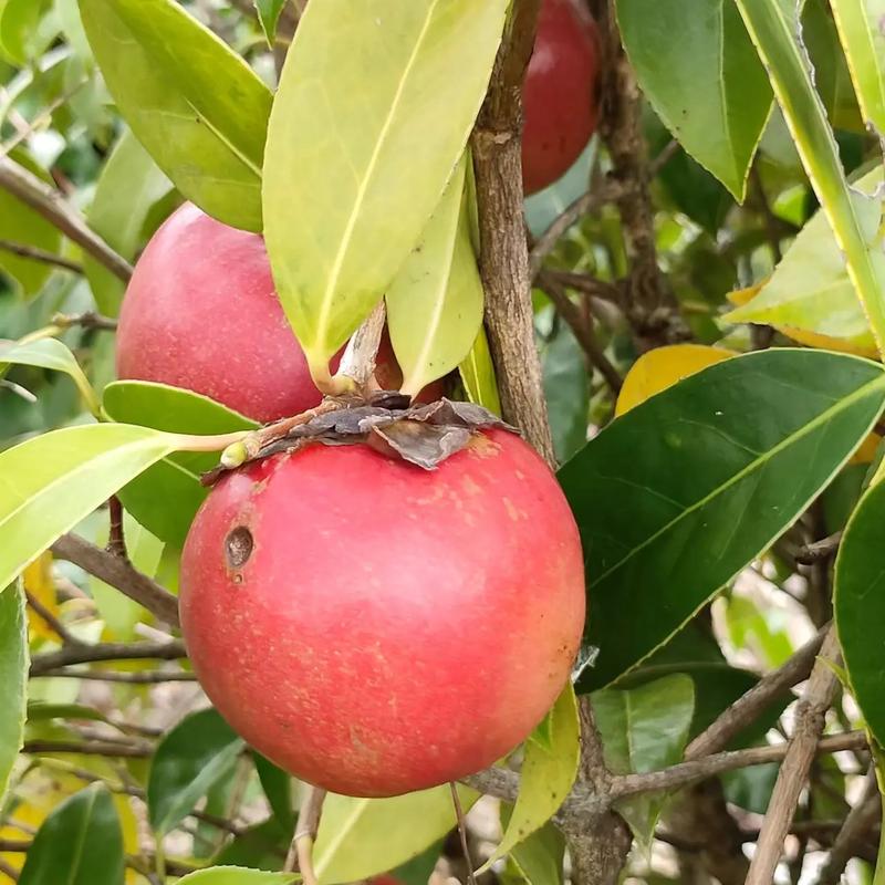 油茶有哪些品牌