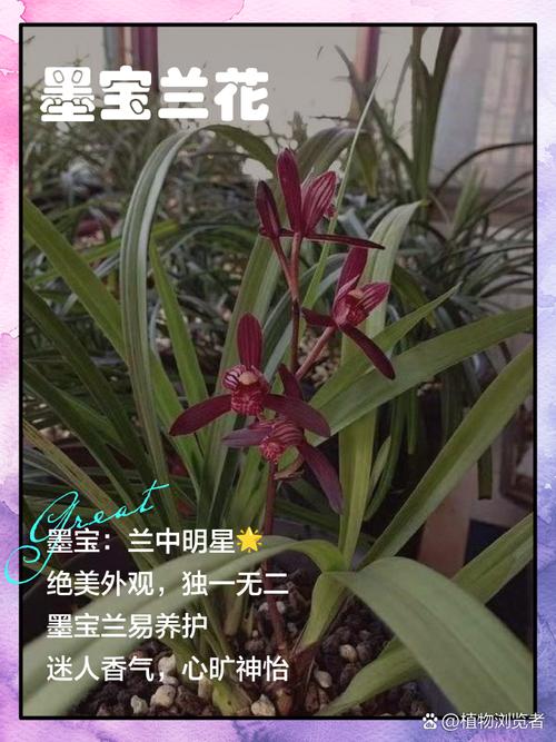 兰花品牌有哪些