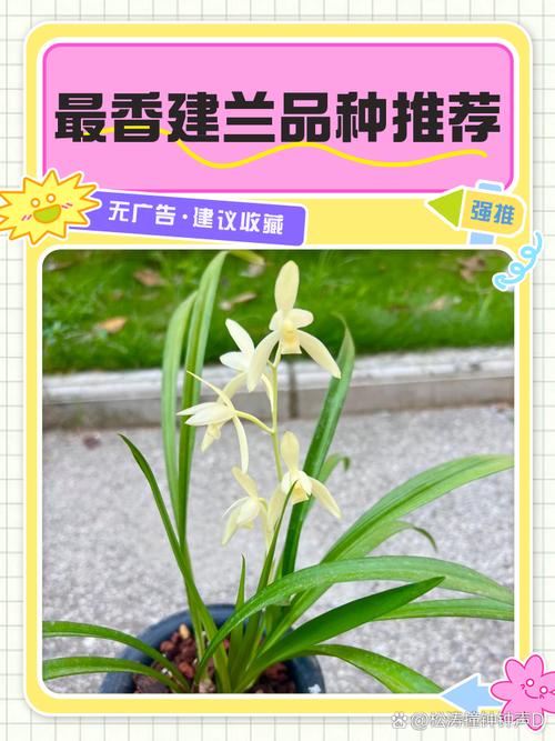 兰花品牌有哪些