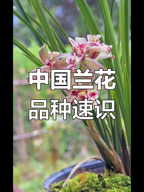 兰花品牌有哪些