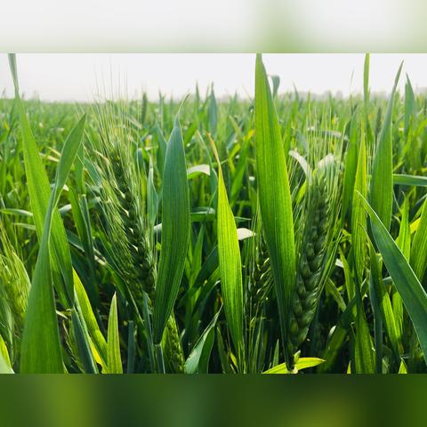 情报翻译岗位职责