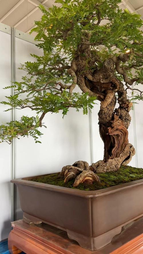 哪些盆景有香味