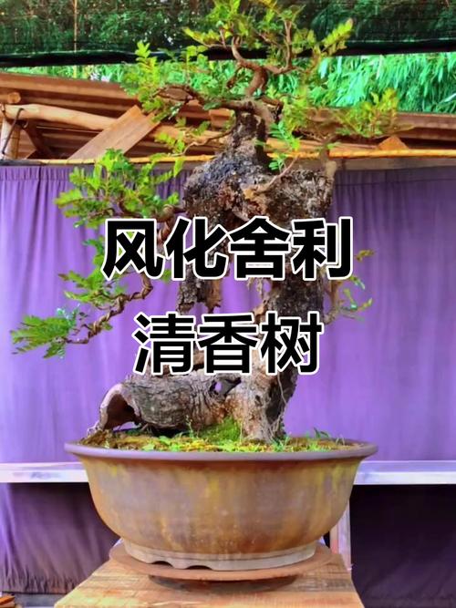 哪些盆景有香味