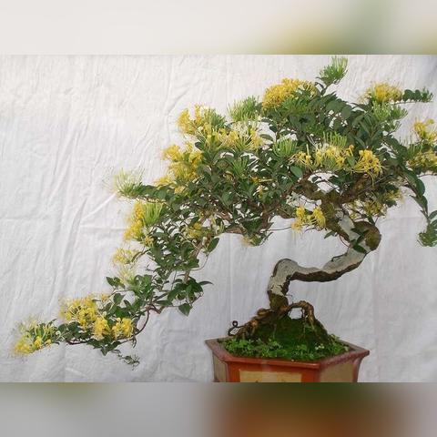 哪些盆景自带怡人香气？