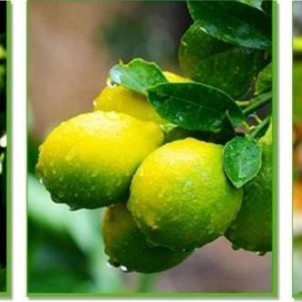 柠檬有哪些产品